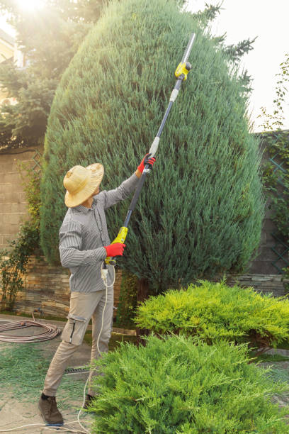 Best Tree Removal Services  in Nottingham, PA